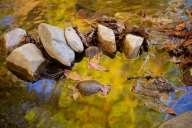 Autumn;Boulder;Brook;Conasauga-River;Creek;Fall;Geological;Geology;Georgia;Gold;